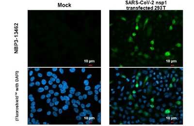 Immunocytochemistry/ Immunofluorescence: SARS-CoV-2 nsp1 Antibody [NBP3-13462]