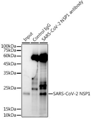 Immunoprecipitation: SARS-CoV-2 nsp1 Antibody - Azide and BSA Free [NBP3-15978]