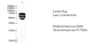 Western Blot: SARS-CoV-2 nsp1 AntibodyAzide and BSA Free [NBP3-07961]