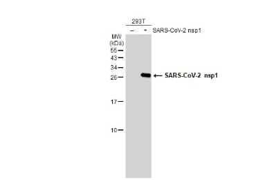 Western Blot: SARS-CoV-2 nsp1 Antibody [NBP3-13462]