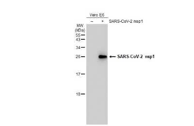 Western Blot: SARS-CoV-2 nsp1 Antibody [NBP3-13466]