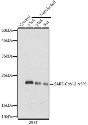 Western Blot: SARS-CoV-2 nsp1 AntibodyAzide and BSA Free [NBP3-15978]