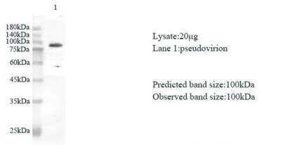 Western Blot: SARS-CoV-2 nsp12 AntibodyAzide and BSA Free [NBP3-07963]