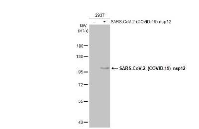 Western Blot: SARS-CoV-2 nsp12 Antibody [NBP3-13456]