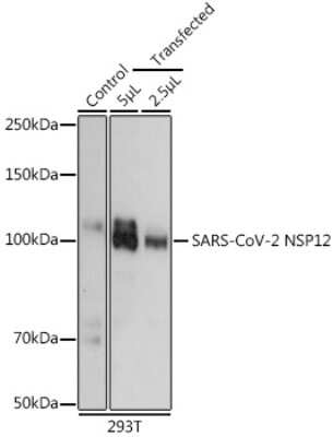 Western Blot: SARS-CoV-2 nsp12 AntibodyAzide and BSA Free [NBP3-15984]