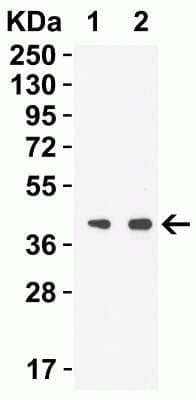 Western Blot: SARS-CoV-2 nsp15 AntibodyBSA Free [NBP3-11932]