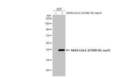 Western Blot: SARS-CoV-2 nsp15 Antibody [NBP3-13477]