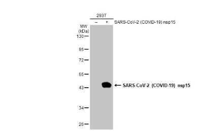 Western Blot: SARS-CoV-2 nsp15 Antibody [NBP3-13478]