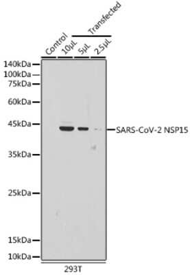 Western Blot: SARS-CoV-2 nsp15 AntibodyAzide and BSA Free [NBP3-15992]