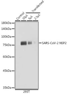 Western Blot: SARS-CoV-2 nsp2 AntibodyAzide and BSA Free [NBP3-15990]