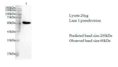 Western Blot: SARS-CoV-2 nsp3 AntibodyAzide and BSA Free [NBP3-07966]