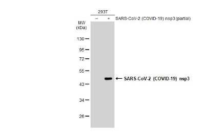 Western Blot: SARS-CoV-2 nsp3 Antibody [NBP3-13467]