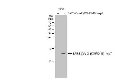 Western Blot: SARS-CoV-2 nsp7 Antibody [NBP3-13470]