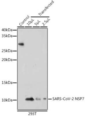 Western Blot: SARS-CoV-2 nsp7 AntibodyAzide and BSA Free [NBP3-15979]