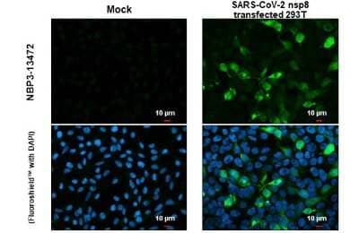 Immunocytochemistry/ Immunofluorescence: SARS-CoV-2 nsp8 Antibody [NBP3-13472]
