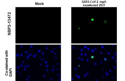 Immunocytochemistry/ Immunofluorescence: SARS-CoV-2 nsp8 Antibody [NBP3-13472]