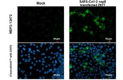 Immunocytochemistry/ Immunofluorescence: SARS-CoV-2 nsp8 Antibody [NBP3-13472]