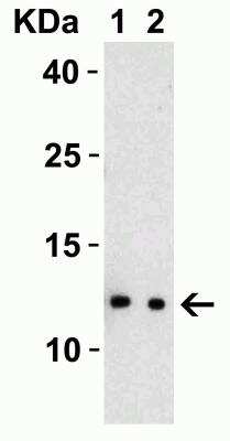 Western Blot: SARS-CoV-2 nsp8 AntibodyBSA Free [NBP3-07047]