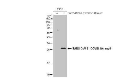 Western Blot: SARS-CoV-2 nsp8 Antibody [NBP3-13471]