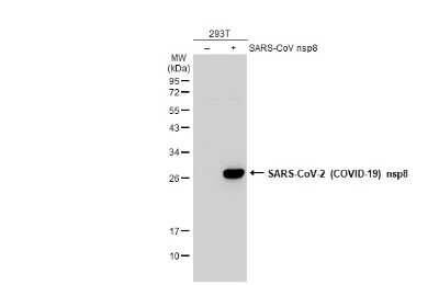 Western Blot: SARS-CoV-2 nsp8 Antibody [NBP3-13472]