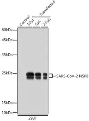 Western Blot: SARS-CoV-2 nsp8 AntibodyAzide and BSA Free [NBP3-15980]