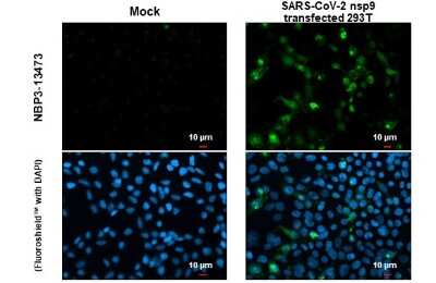 Immunocytochemistry/ Immunofluorescence: SARS-CoV-2 nsp9 Antibody [NBP3-13473]