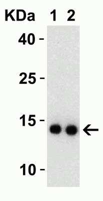 Western Blot: SARS-CoV-2 nsp9 AntibodyBSA Free [NBP3-07045]