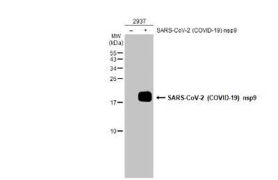 Western Blot: SARS-CoV-2 nsp9 Antibody [NBP3-13473]