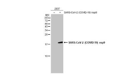 Western Blot: SARS-CoV-2 nsp9 Antibody [NBP3-13474]