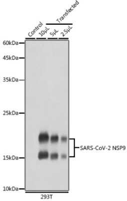 Western Blot: SARS-CoV-2 nsp9 AntibodyAzide and BSA Free [NBP3-15996]