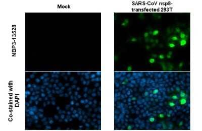 Immunocytochemistry/ Immunofluorescence: SARS-CoV NSP8 Antibody (5A10) [NBP3-13528]