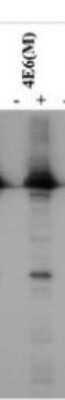 Western Blot: SARS RDRP Antibody (4E6)BSA Free [NBP2-50258]