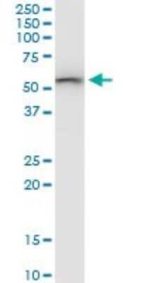 Western Blot: SARS2 Antibody [H00054938-B01P]
