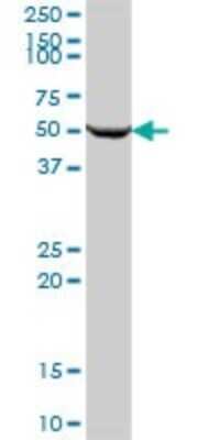 Western Blot: SARS2 Antibody [H00054938-B01P]