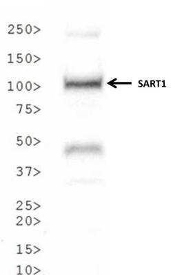 Western Blot: SART1 AntibodyBSA Free [NBP2-14836]