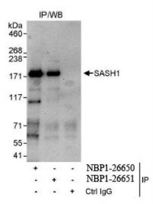 Immunoprecipitation: SASH1 Antibody [NBP1-26651]