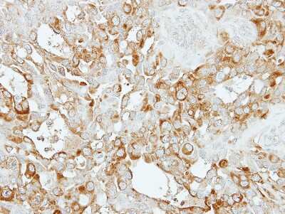 Immunohistochemistry-Paraffin: SASS6 Antibody [NBP2-20264]