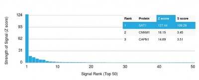 Protein Array: SAT1 Antibody (CPTC-SAT1-3) [NBP3-07768]