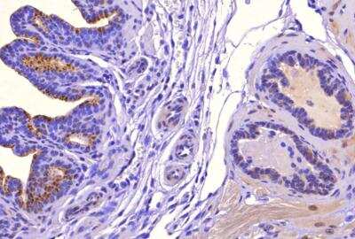 Immunohistochemistry: SAT1 Antibody - BSA Free [NB110-41622]