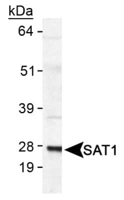 Western Blot: SAT1 AntibodyBSA Free [NB110-41622]