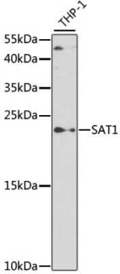 Western Blot: SAT1 AntibodyAzide and BSA Free [NBP2-93325]