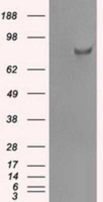 Western Blot: SATB1 Antibody (OTI13D6)Azide and BSA Free [NBP2-73991]