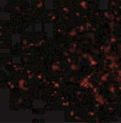 Immunocytochemistry/ Immunofluorescence: SATB2 Antibody - BSA Free [NBP1-76913]