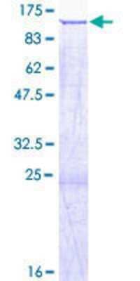 SDS-PAGE: Recombinant Human SATB2 GST (N-Term) Protein [H00023314-P01]