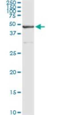 Immunoprecipitation: SAV1 Antibody (3B2) [H00060485-M02]