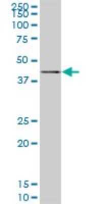 Western Blot: SAV1 Antibody (3B2) [H00060485-M02]