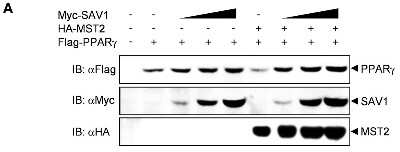 Western Blot: SAV1 Antibody (3B2) [H00060485-M02]