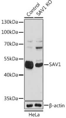 Knockout Validated: SAV1 Antibody - Azide and BSA Free [NBP3-15584]