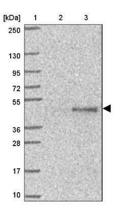 Western Blot: SAV1 Antibody [NBP2-13282]