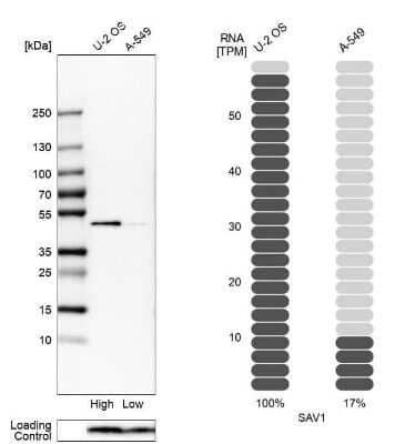 Western Blot: SAV1 Antibody [NBP2-13282]